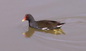 La poule d'eau