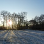 Arbre sous le soleil