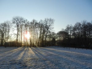Arbre sous le soleil