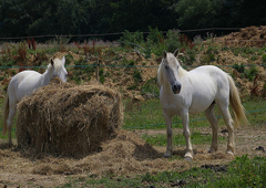 Chevaux blanc