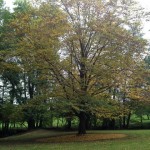 Arbre dans un jardin