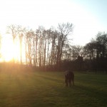 Soleil levant et un cheval dans une prairie