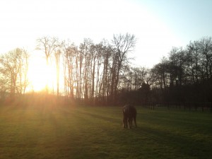 Soleil levant et un cheval dans une prairie