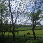 les chevaux dans la prairie