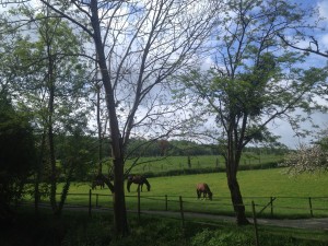 les chevaux dans la prairie