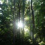 rayon de soleil dans les arbres