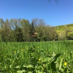 Plaine, herbe et cabane dans les arbres