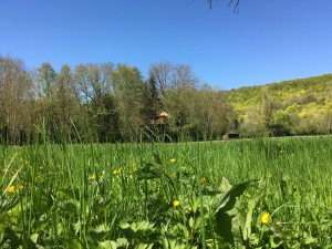 Plaine, herbe et cabane dans les arbres