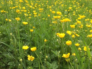 Fleurs jaunes