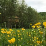 Cabane dans les arbres et fleurs jaunes