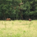 Chevaux dans un parc avec une cabane perchée