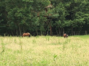 Chevaux dans un parc avec une cabane perchée