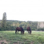 Chevaux dans un parc