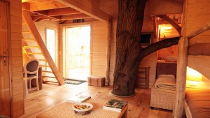 Un chene dans une cabane en bois